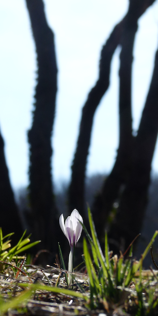 6950 Tesserete, Frühlingserwachen in der Capriasca
