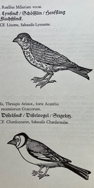 6644 Orselina, "I Ritratti e le figure de gli ucelli" - Conrad Gessner, Zürich, 1555.