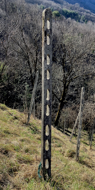 6528 Camorino, Camorino, in einem Rebberg, Foto: Bernhard Graf