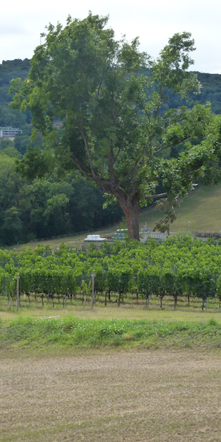 Balerna, Die landwirtschaftliche Schule "Mezzana" produziert u.a. Wein und gebrannte Wasser., Foto: Bernhard Graf