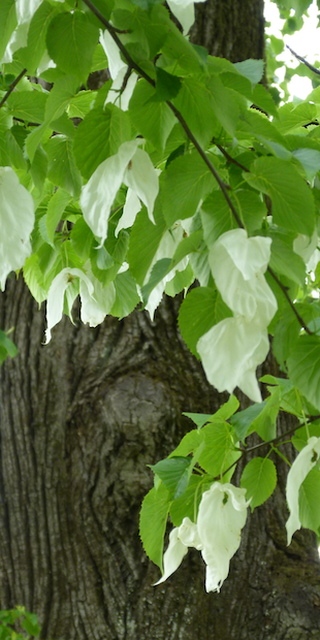 6900 Lugano 5, Taschentuch-Baum (Davidia involucrata) im Parco Ciani

 