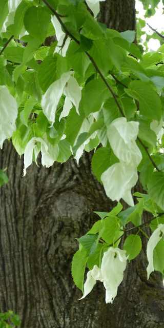 Lugano 5, Taschentuch-Baum (Davidia involucrata) im Parco Ciani

 