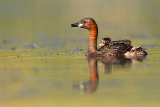 Kund und zu wissen!, Birdlife Schweiz hat den Zwergtaucher zum Vogel des Jahres 2024 gekürt. Mehr darüber erfährt man hier.

 , © Foto: Ralph Martin