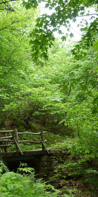 6599 Robasacco, Grün in allen Schattierungen, Foto: Bernhard Graf