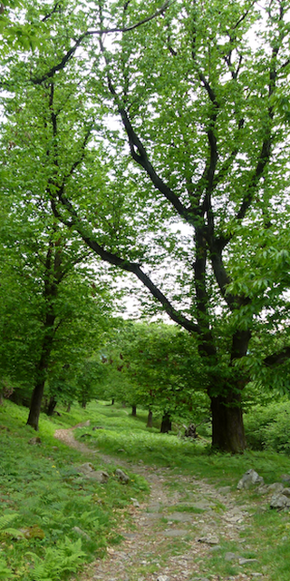6599 Robasacco, Selva castanile auf der Nordseite, Foto: Bernhard Graf