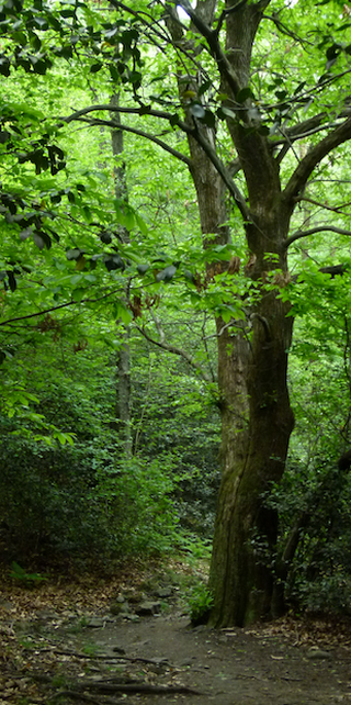 Tessiner Eintracht auf dem Monte Ceneri, Baumreicher Ceneri, Foto: Bernhard Graf