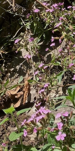 Kleine Flora von Gandria, 1, Foto: Bernhard Graf